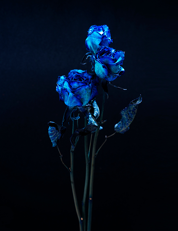 blue rose